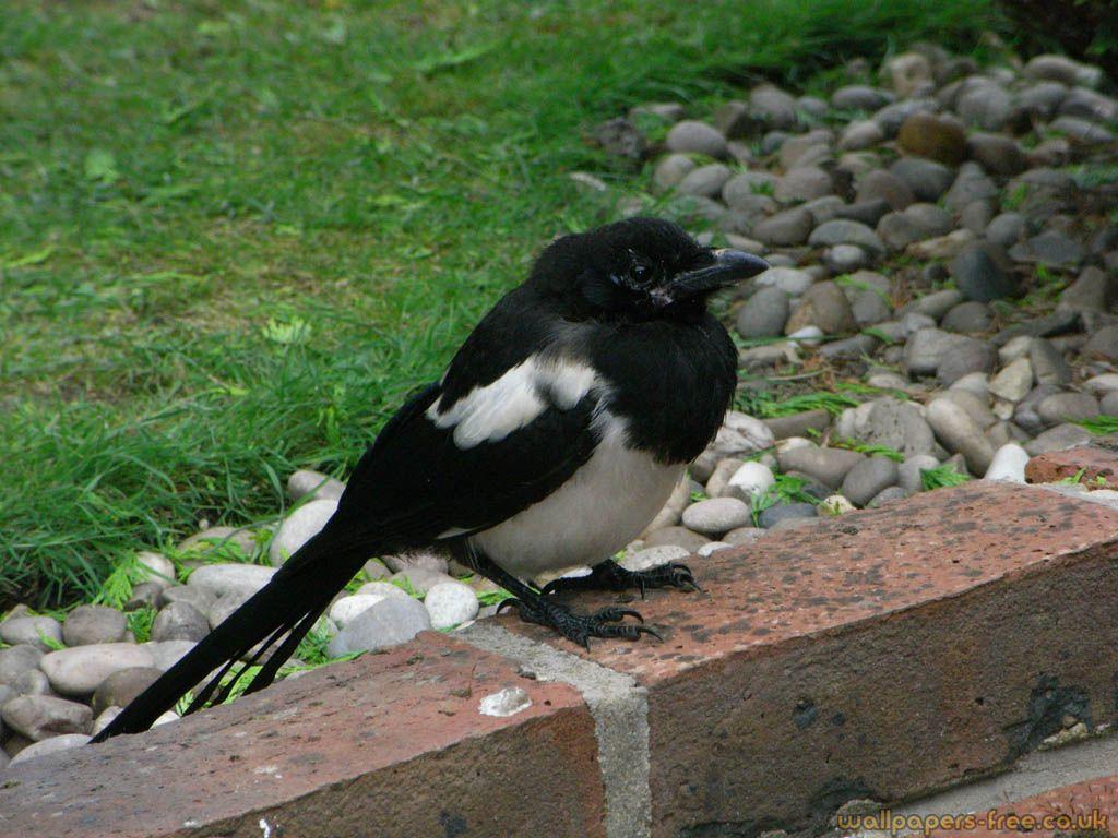 1024x768 Fat Magpie