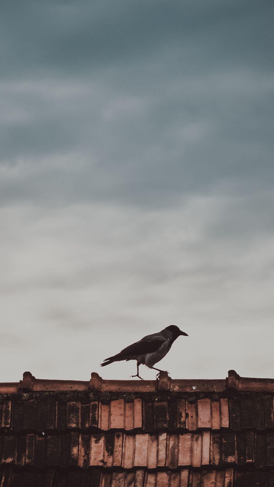 938x1668 Download Wallpaper 938x1668 Roof, Bird, Magpie Iphone 8 7 6s 6 For Parallax HD Background