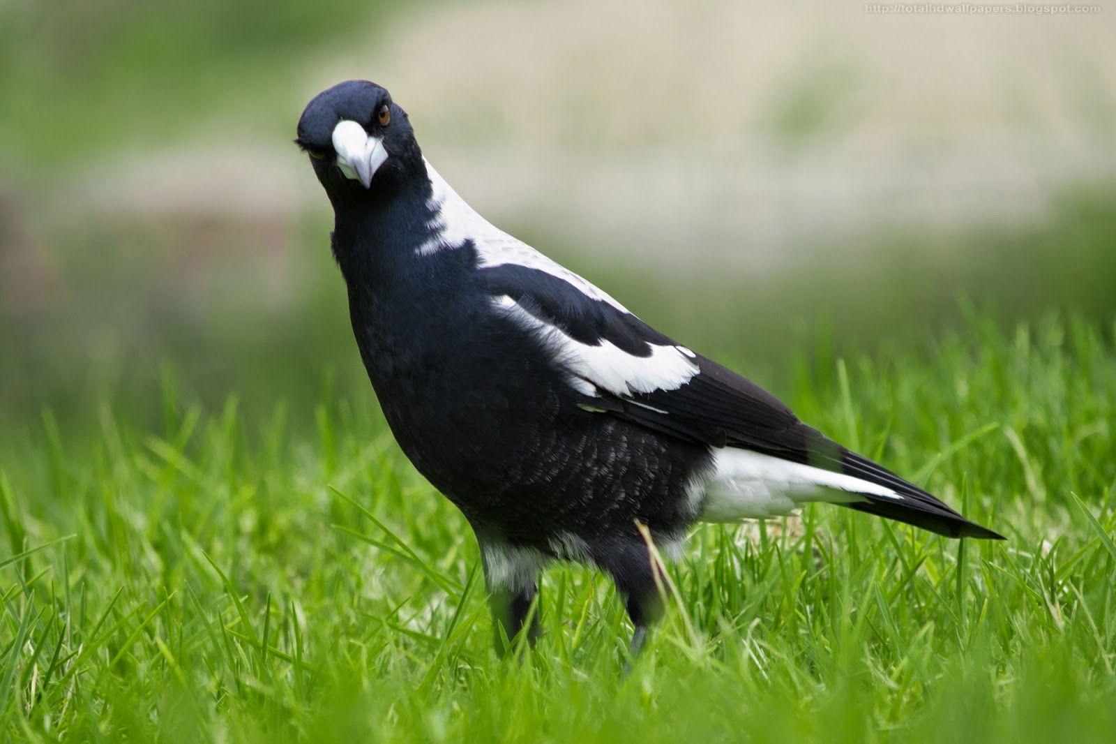 1600x1066 Kamal Shah: Australian Magpie HD Wallpaper