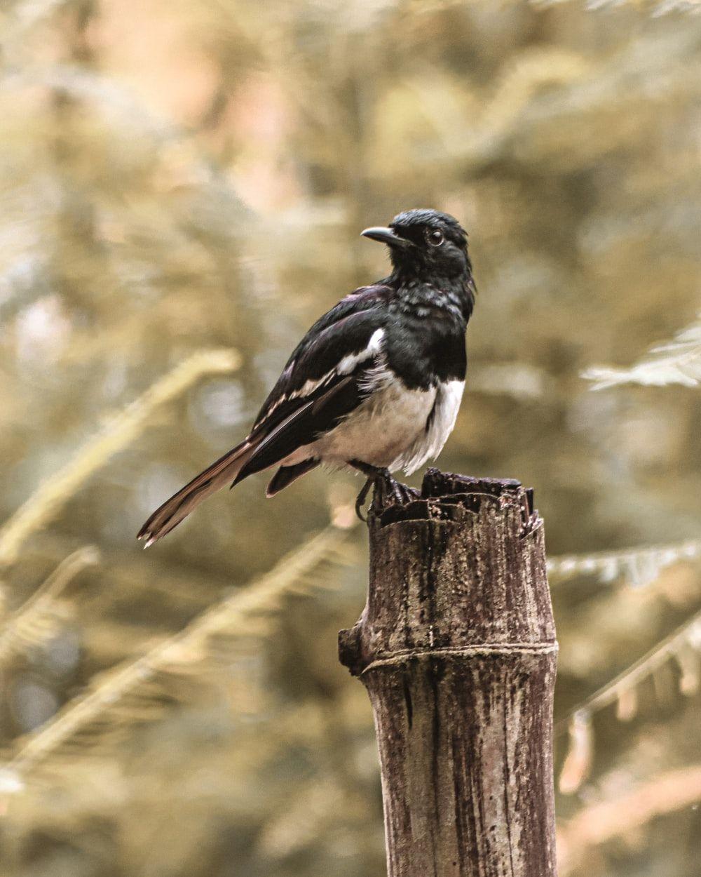 1000x1250 Magpie Picture. Download Free Image