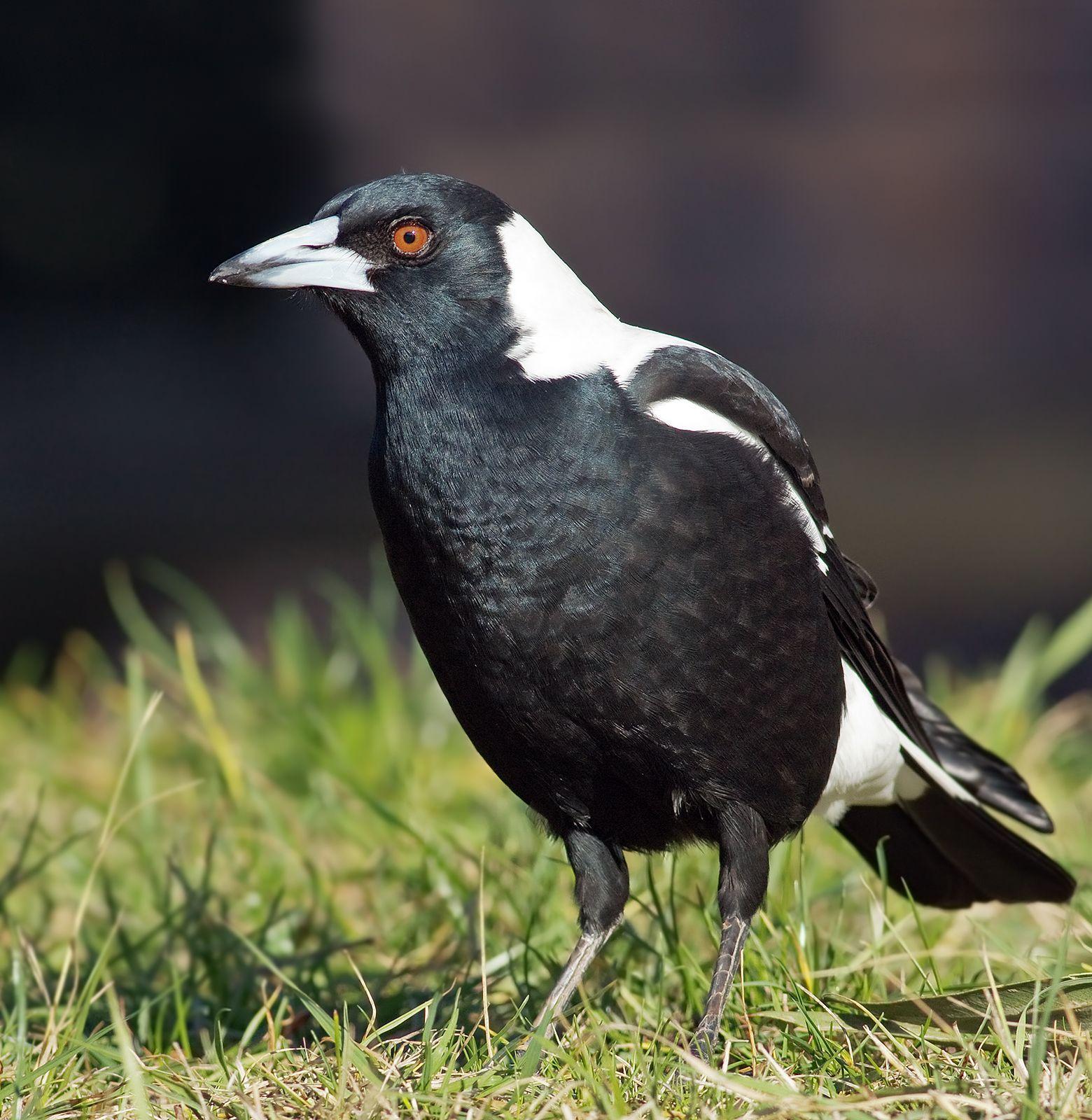 1560x1600 Australian Magpie photo and wallpaper. Collection of the Australian Magpie picture