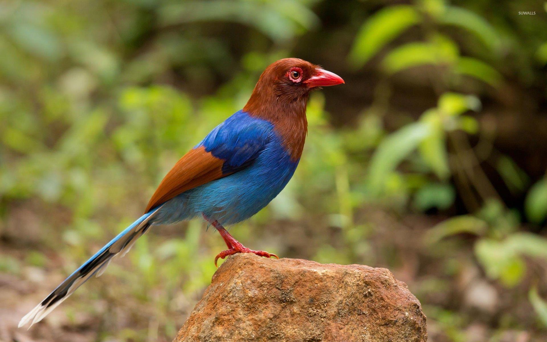 1920x1200 Sri Lanka blue magpie on a rock wallpaper wallpaper