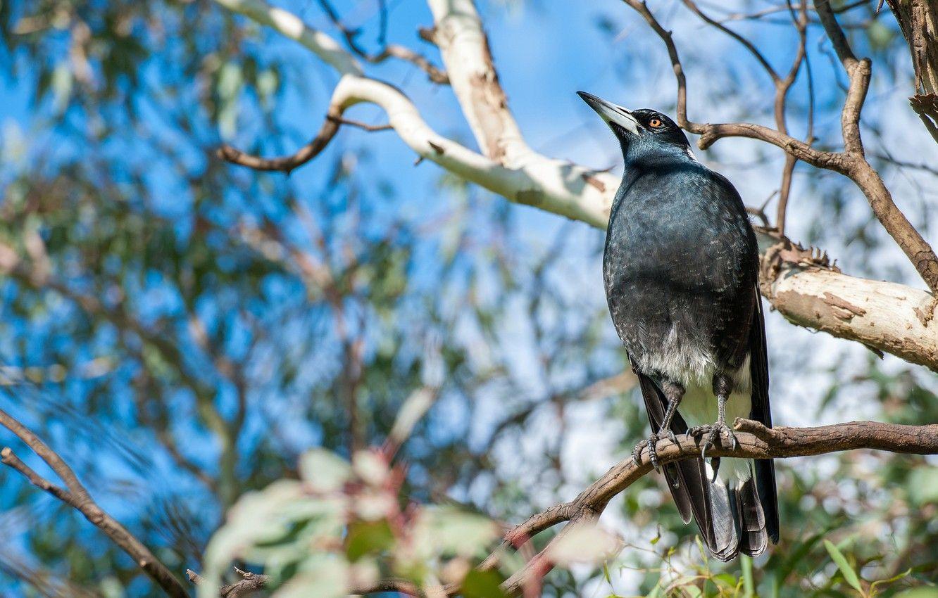 1332x850 Wallpaper look, leaves, light, branches, nature, tree, bird, blur, spring, black, shadows, on the branch, bokeh, blue sky, Australian, magpie image for desktop, section животные