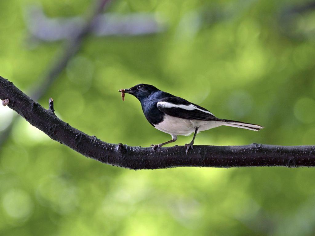 1024x768 magpie wallpaper
