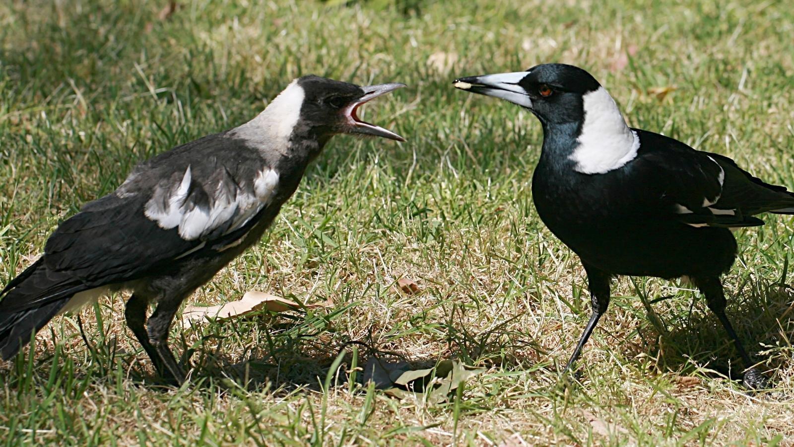 1600x900 Magpie wallpaper 1600x900 desktop background