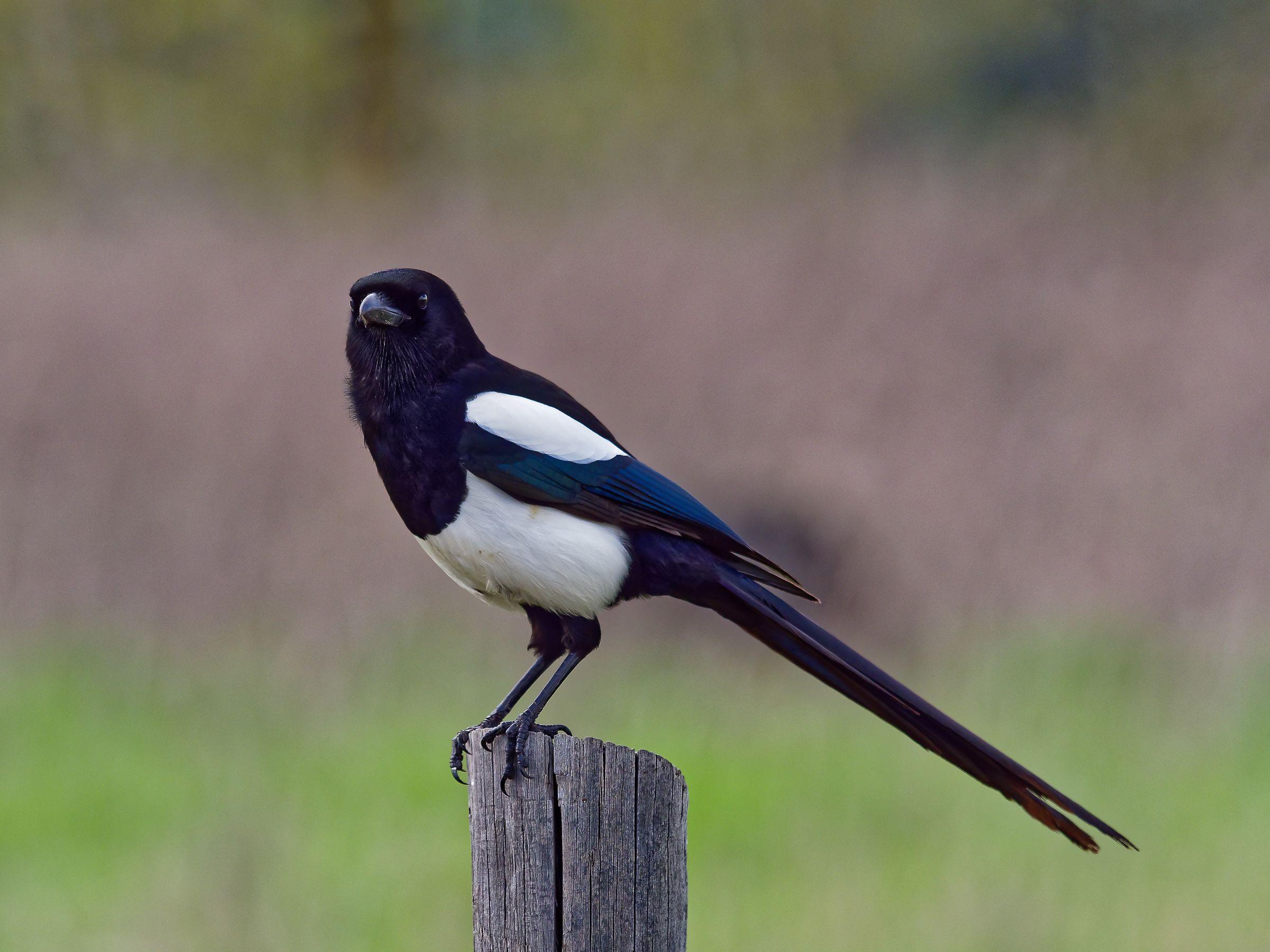 2400x1800 2400x1800 magpie wallpaper hd