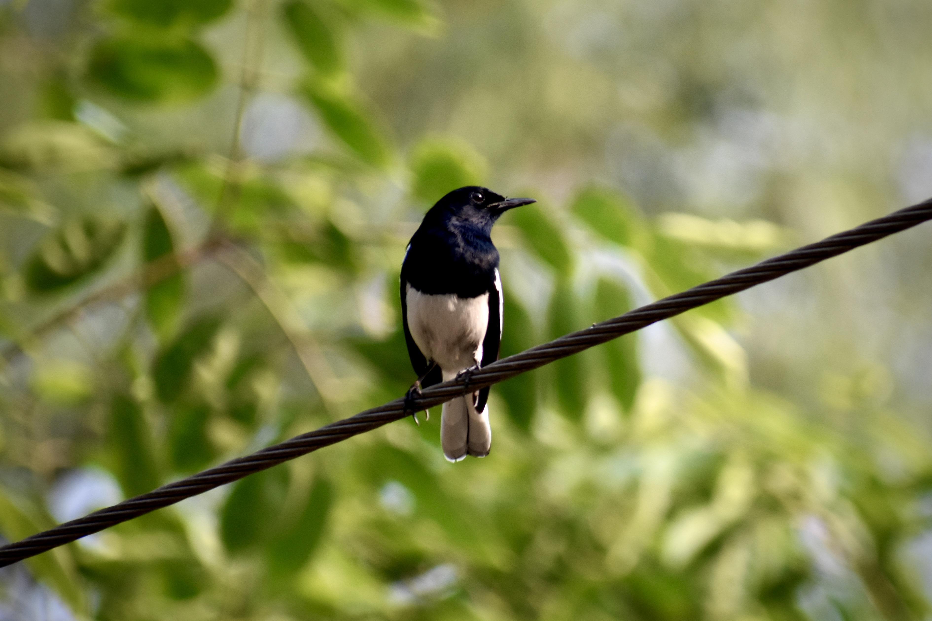 3781x2521 Oriental Magpie Robin [3781 x 2521]