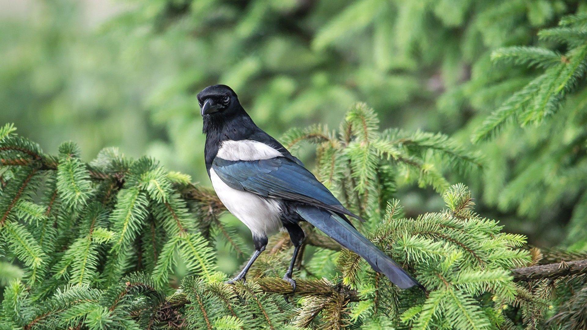 1920x1080 Magpie Wallpaper Full HD 74694