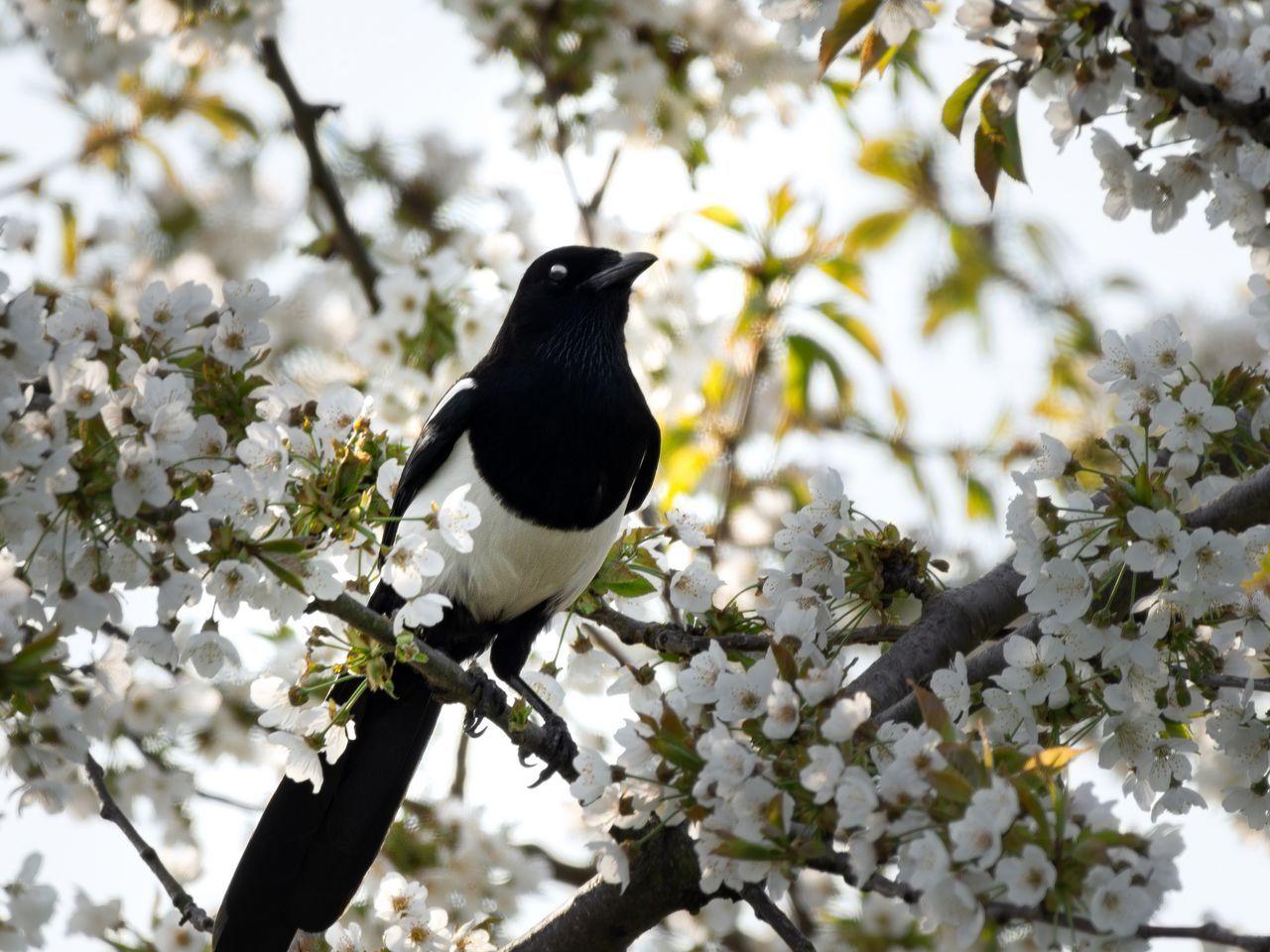 1280x960 Download wallpaper 1280x960 magpie, bird, flowering, branch standard 4:3 HD background