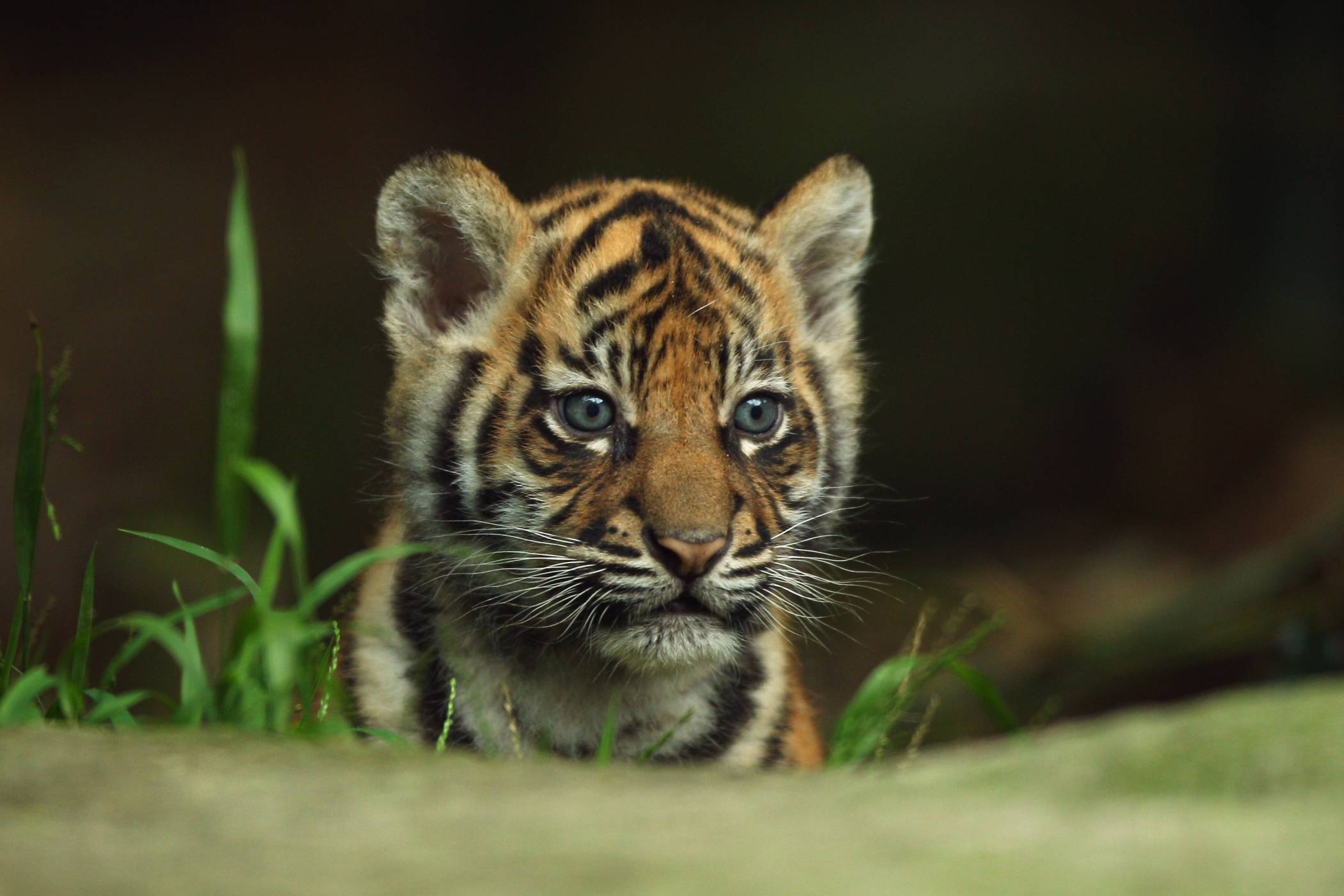 2100x1400 Beautiful Tiger Wallpaper free download. HD Wallpaper