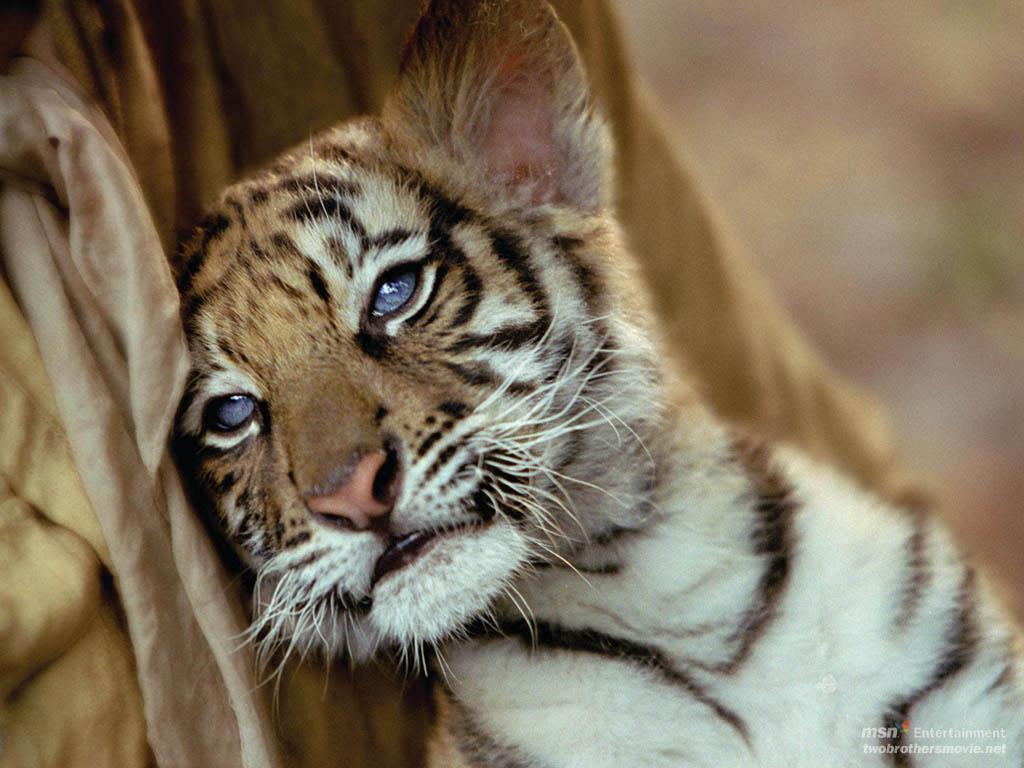 1024x768 Photos: Pics Of Baby Tiger Cubs, ART GALLERY