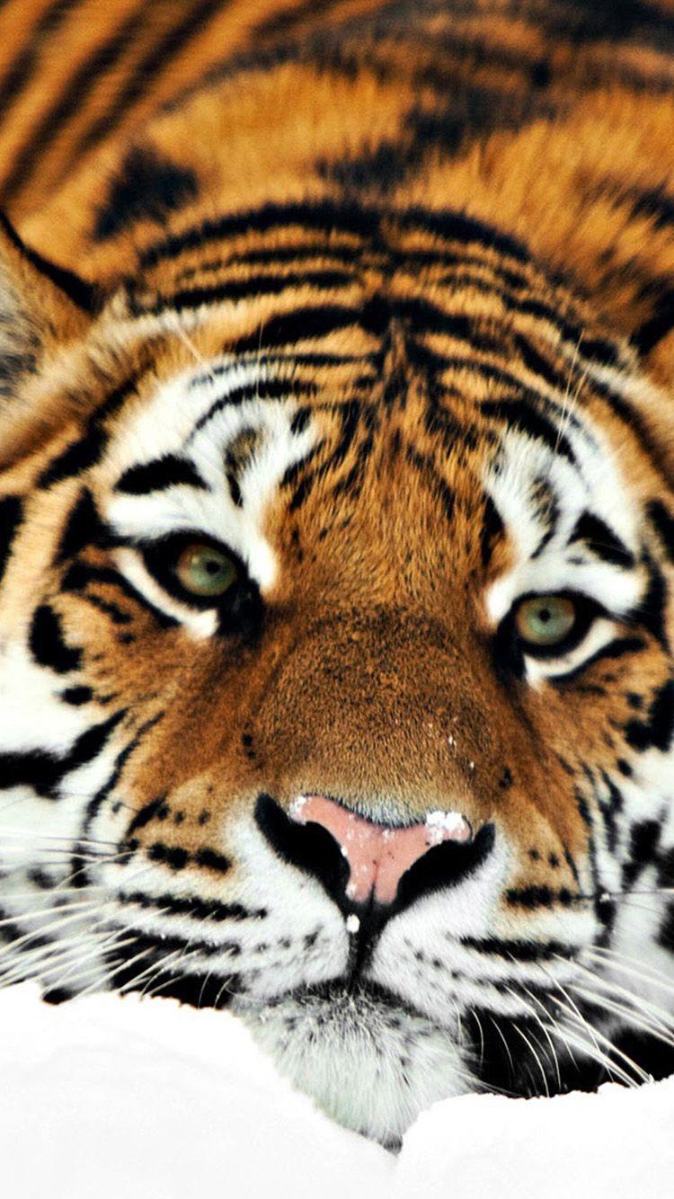 750x1334 TAP AND GET THE FREE APP! Animals Tiger Stripes Ginger Cat Awesome