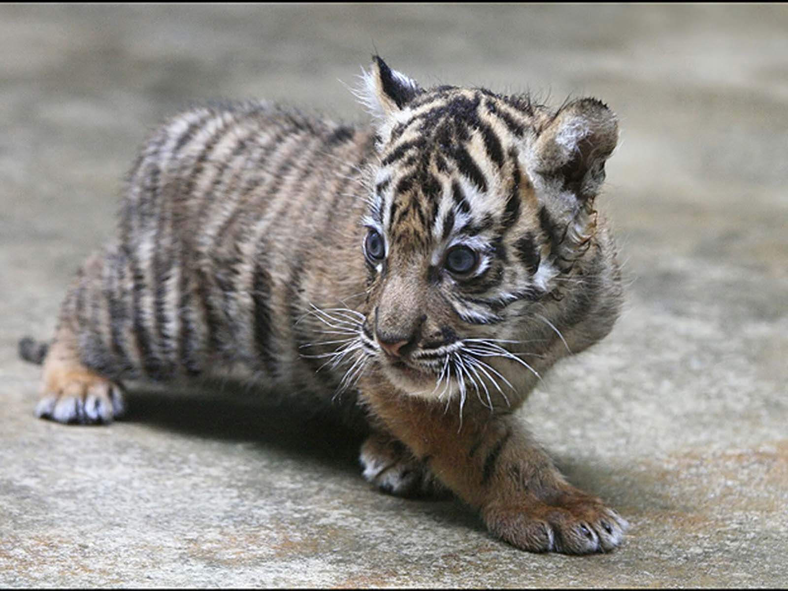 1600x1200 Baby White Tiger. Funny Wallpaper 7