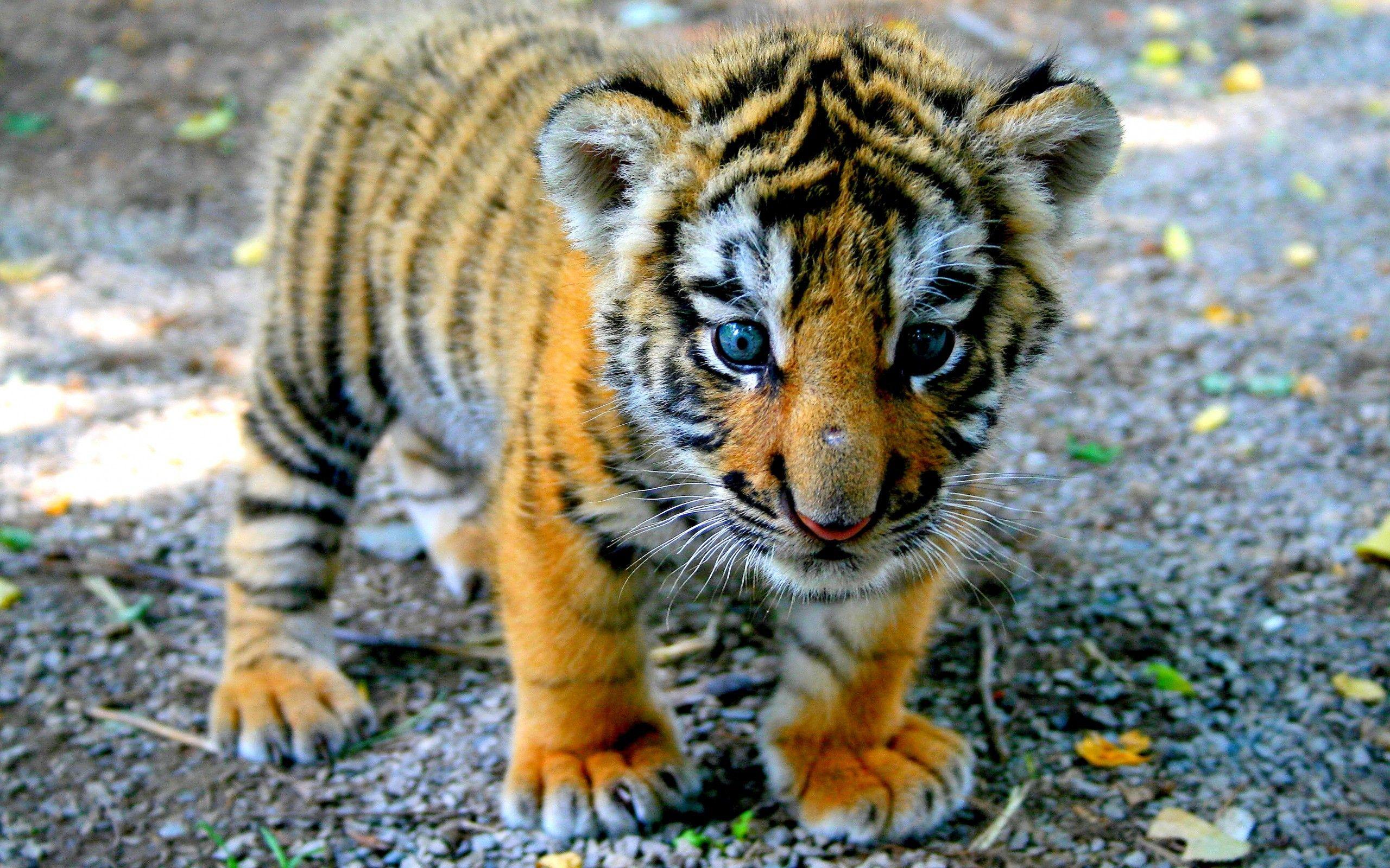 2560x1600 image Of Tiger (47)