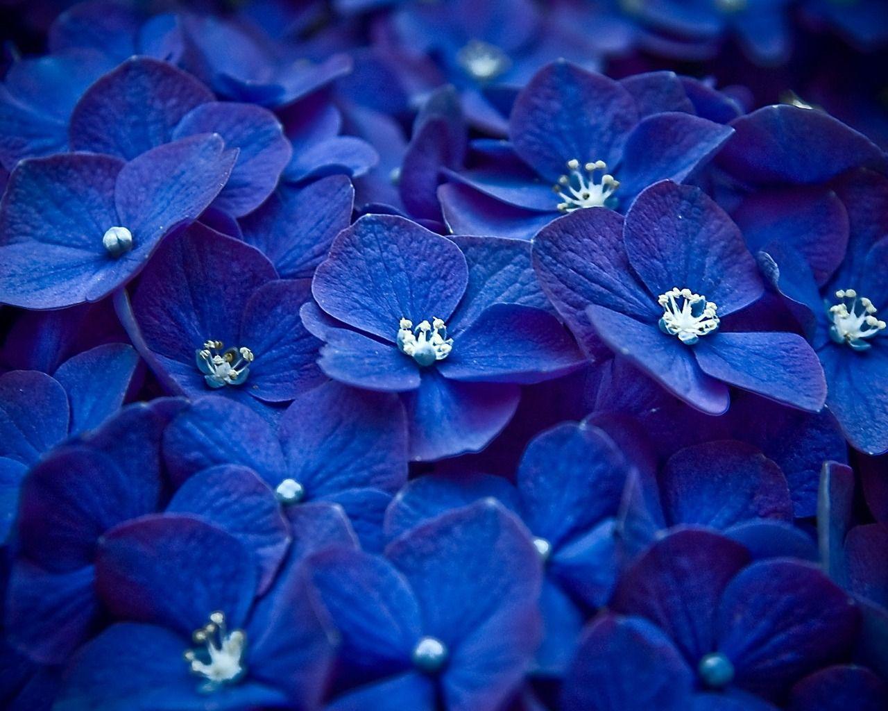 1280x1024 Cute Blue