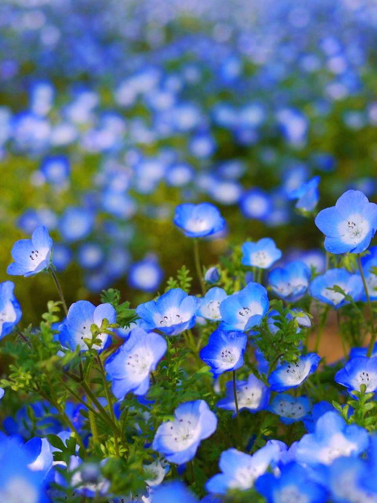 768x1024 Blue Flower HD Wallpaper 1920x1200 .