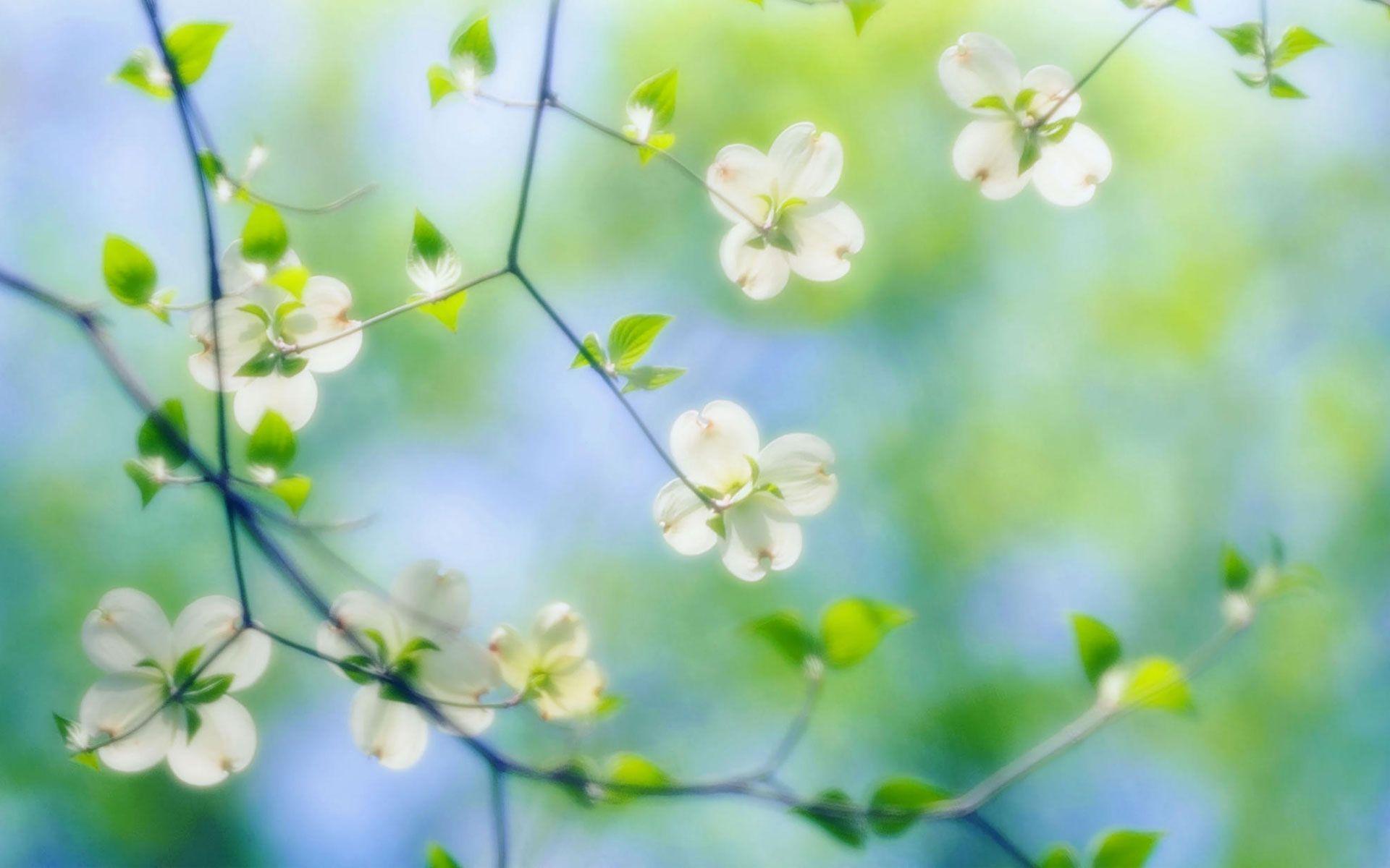 1920x1200 Pretty Dogwood Flowers wallpaper .