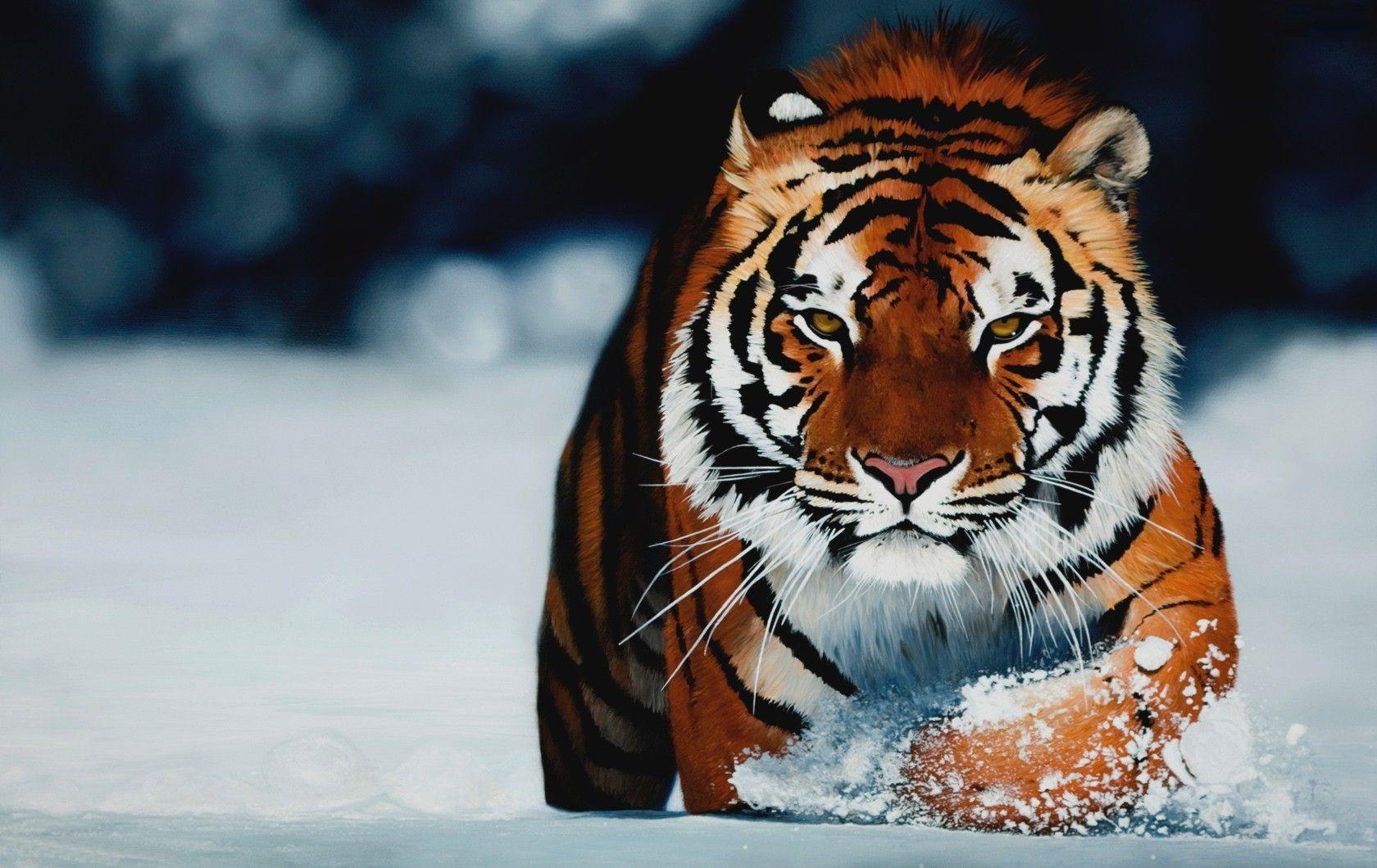 1680x1060 Desktop. Free HD Top Most Downloaded Wallpaper