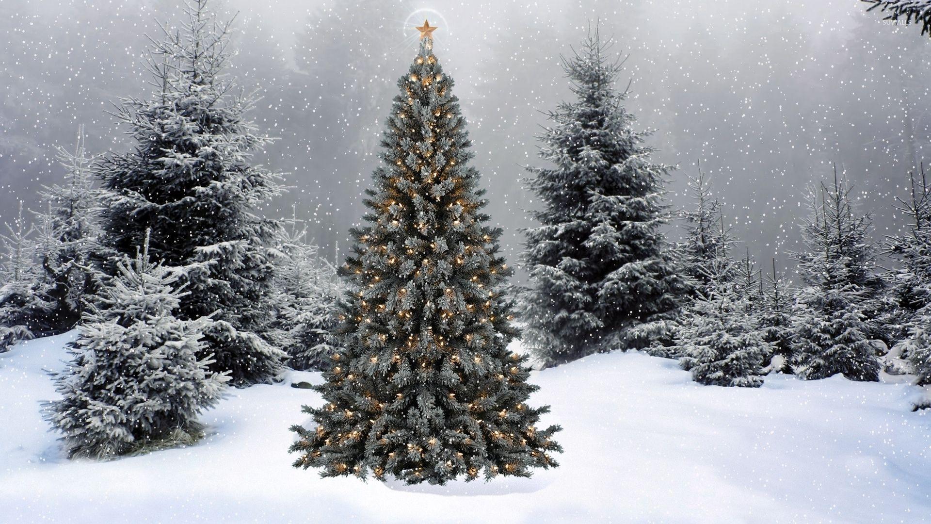 1920x1080 Christmas Pine Trees Wallpaper .