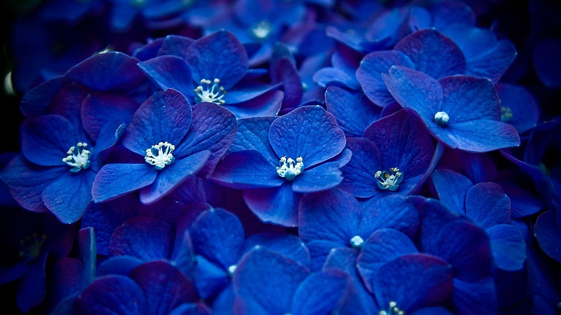 1920x1080 Pretty Blue