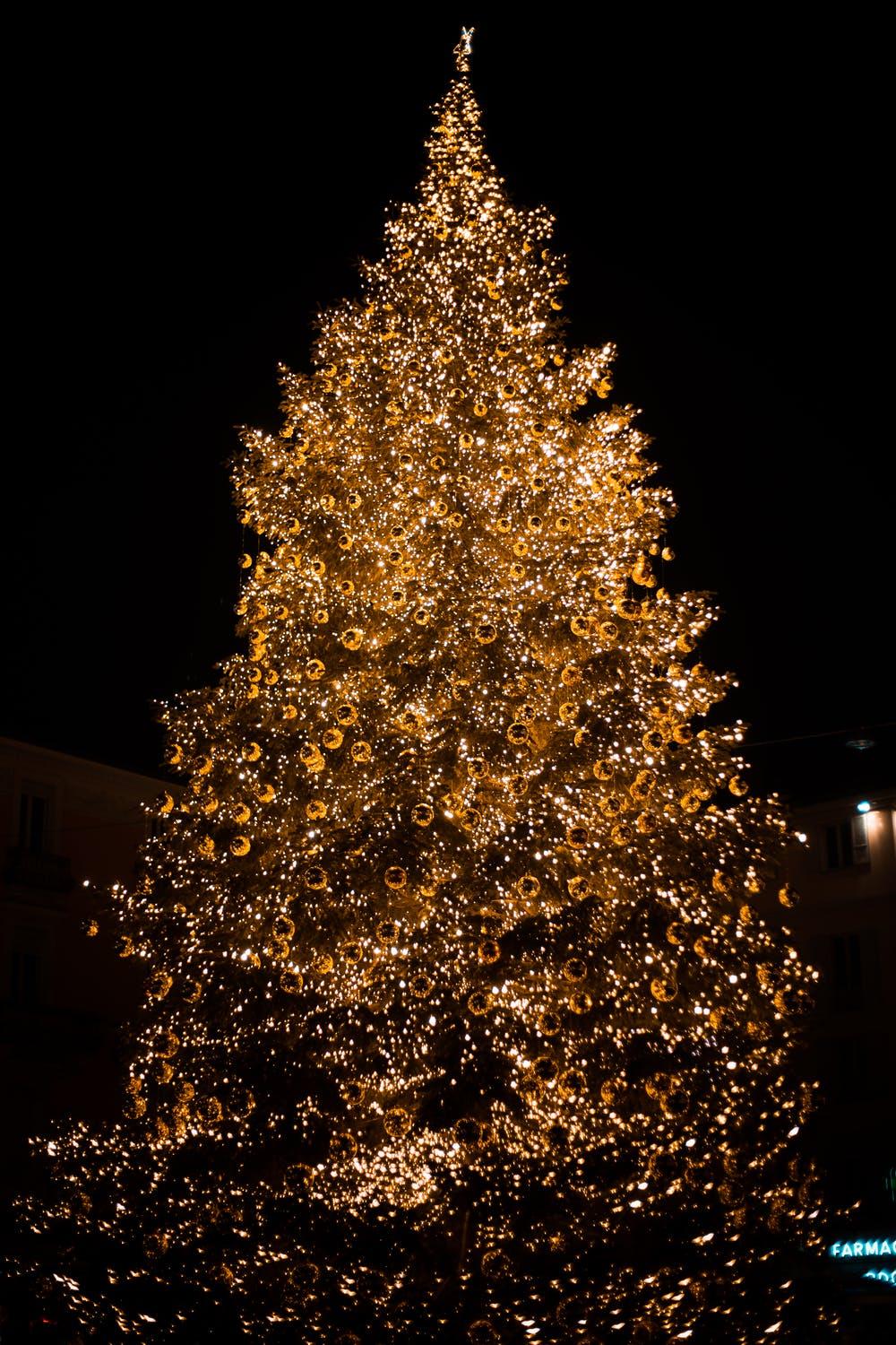 1000x1500 Christmas Trees Phone Wallpaper .