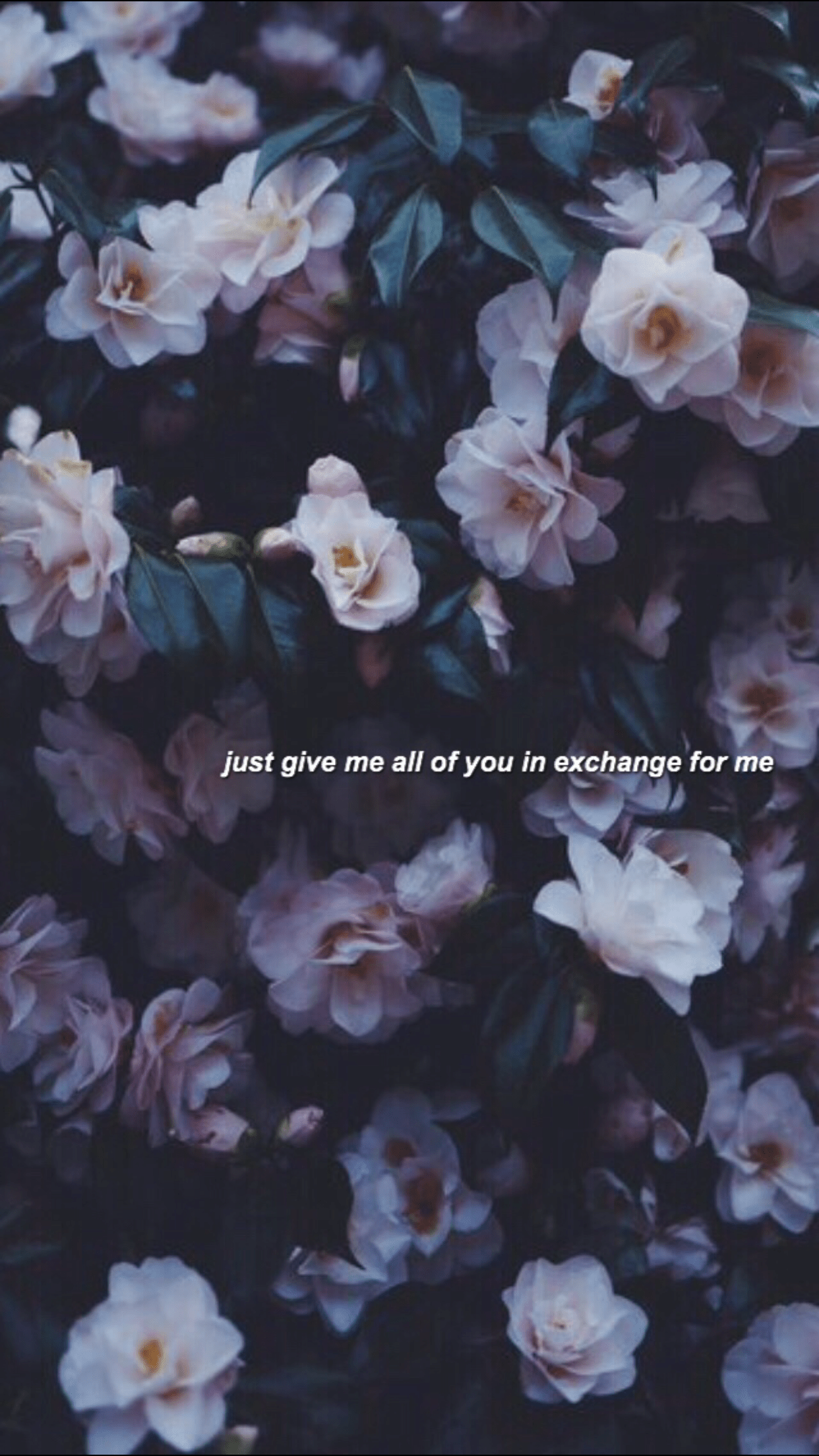 1242x2208 Flower aesthetic, Floral wallpaper .cl