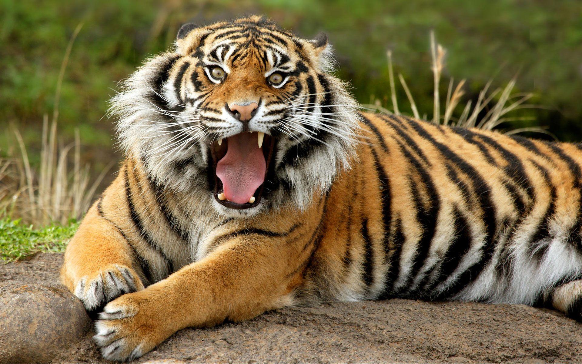 1920x1200 image Of Tiger (47)