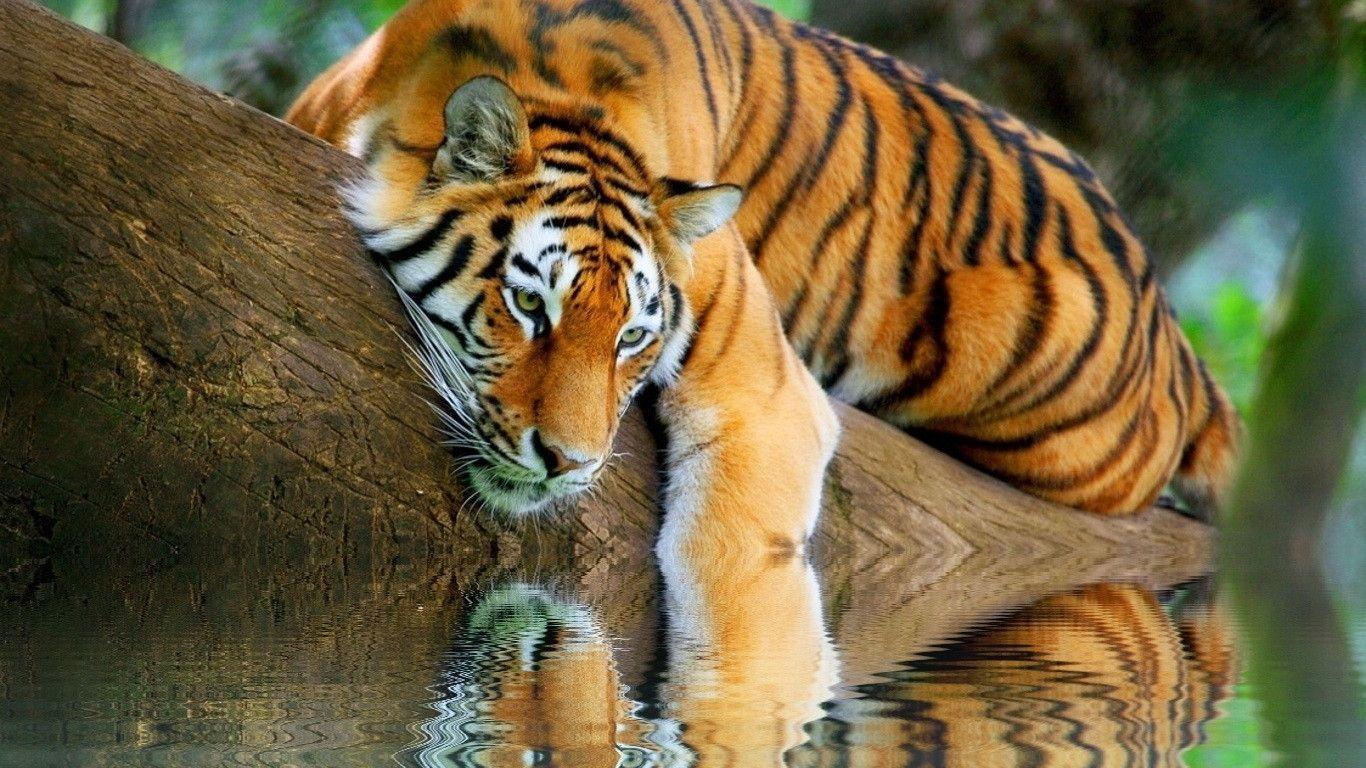 1366x768 Wallpaper Tigers on MarkInternational.info