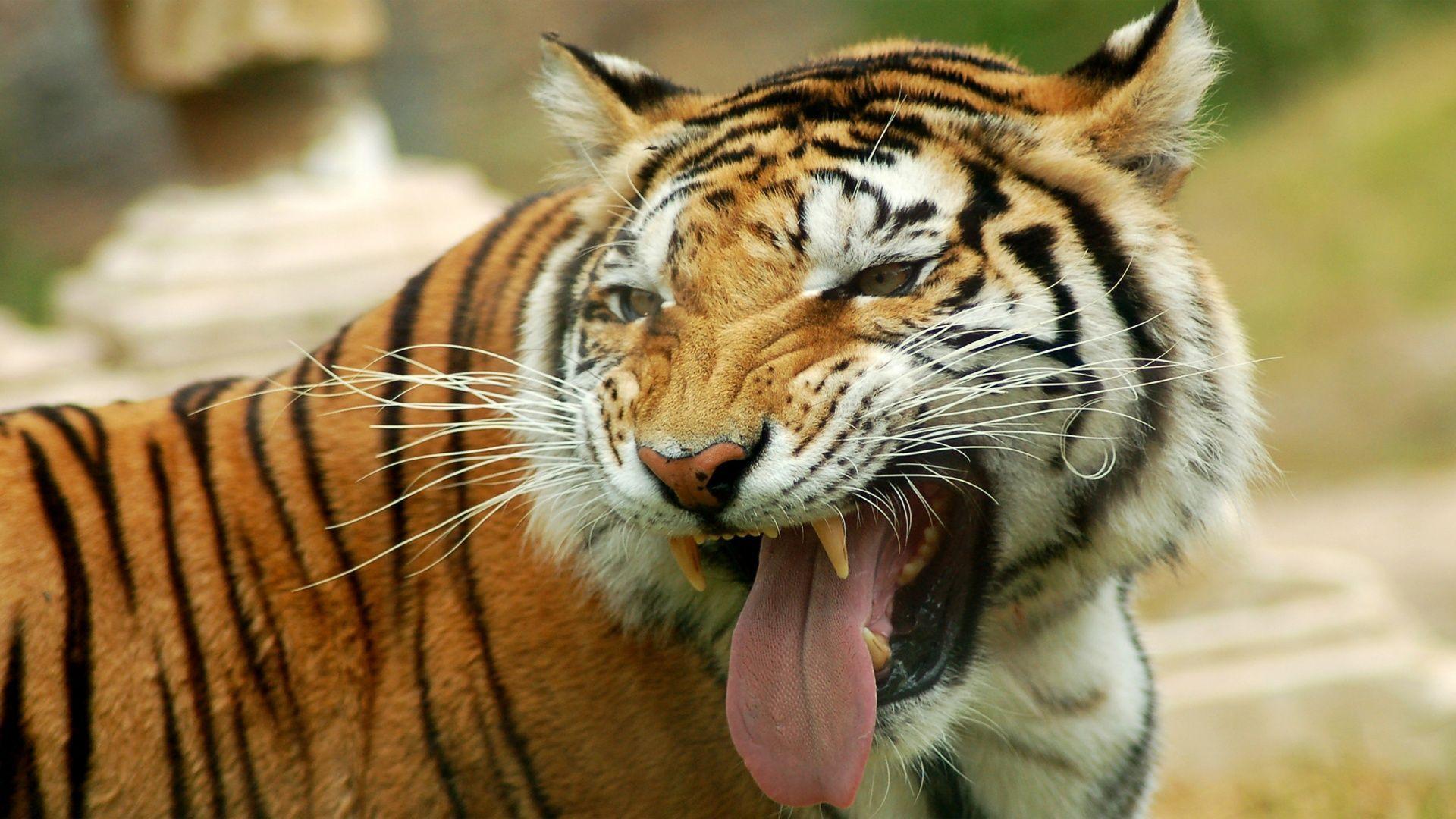 1920x1080 Animal Full HD Wallpaper