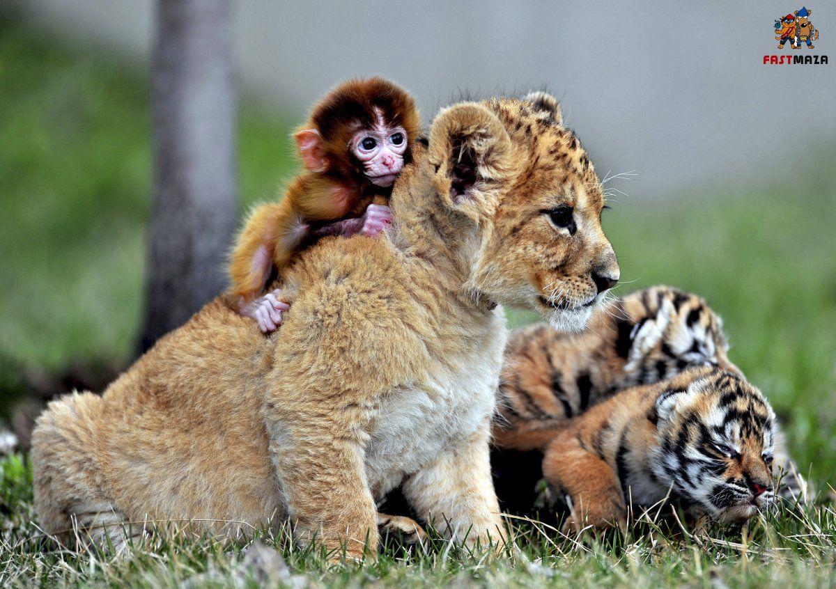 1200x846 Baby Tiger Picture on MarkInternational.info