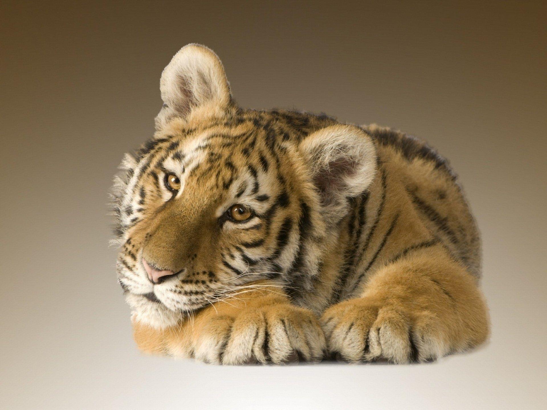 1920x1440 Baby Animal HD Wallpaper and Background Image