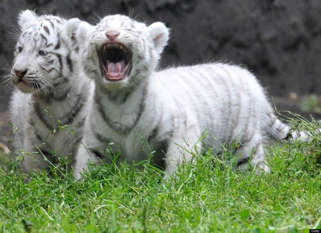 1080x785 Cute baby black and white wallpaper HD wallpaper