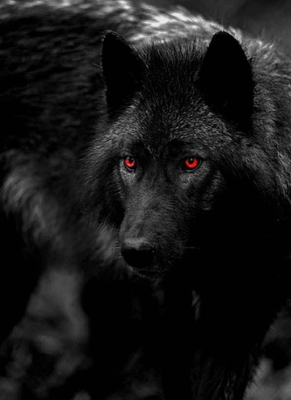 Wolf Red Wallpapers - Top Free Backgrounds - WallpaperAccess