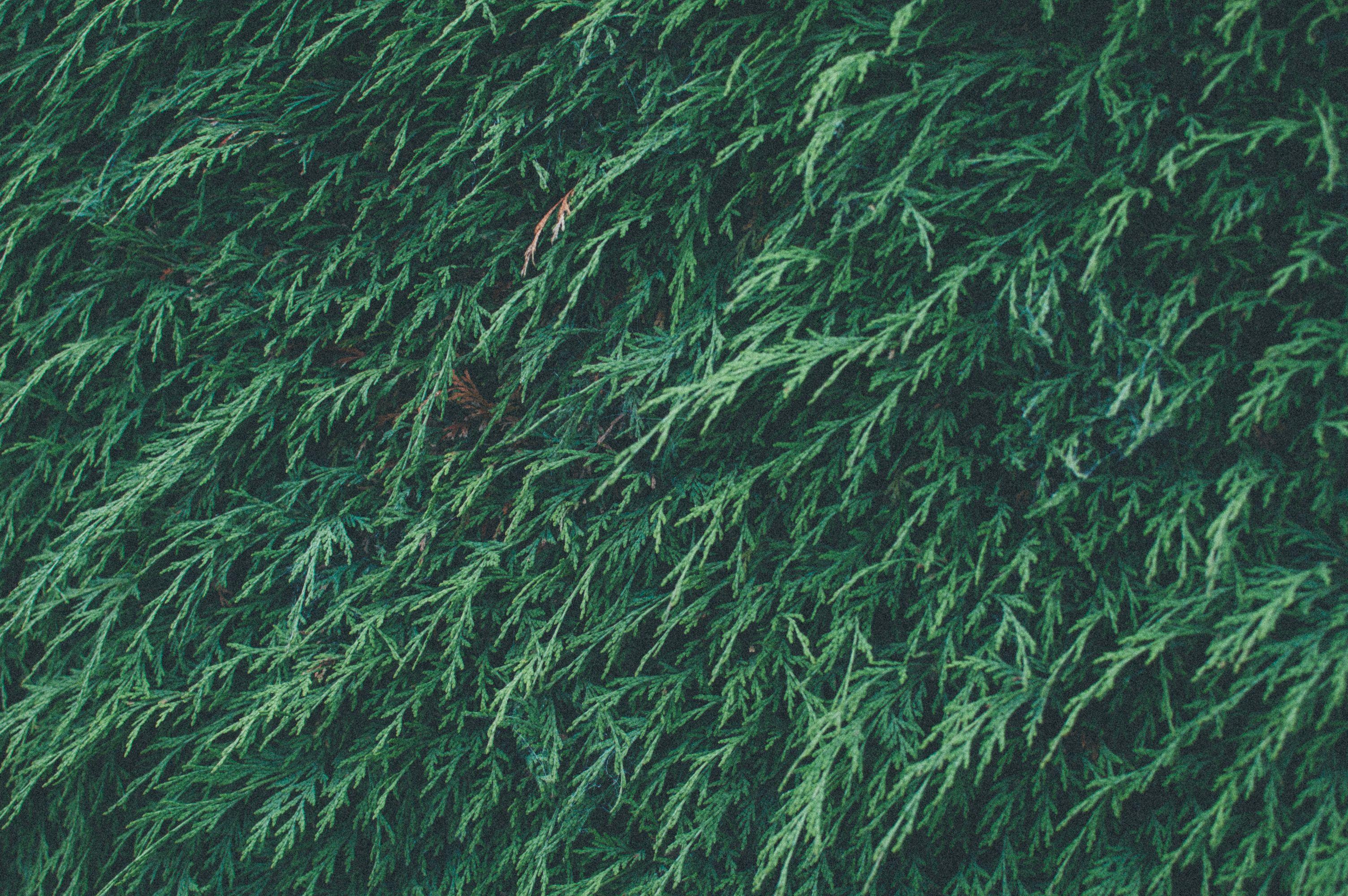 3008x2000 Art Earth Green Hipster Source On HealthCare Price