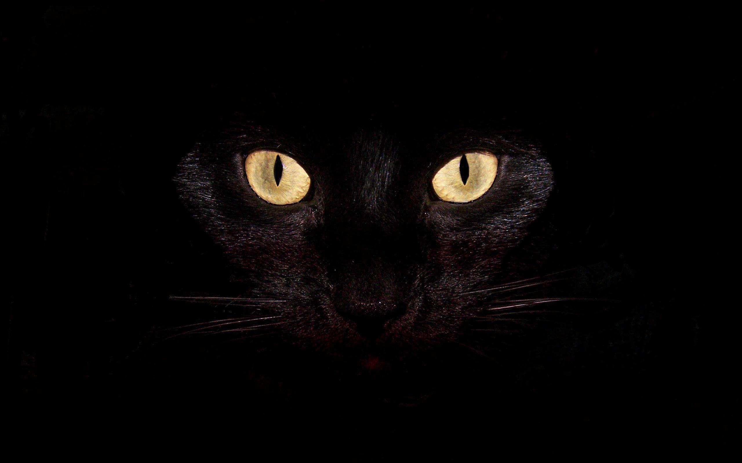 2560x1600 Download wallpaper 2560x1600 cat, dark .