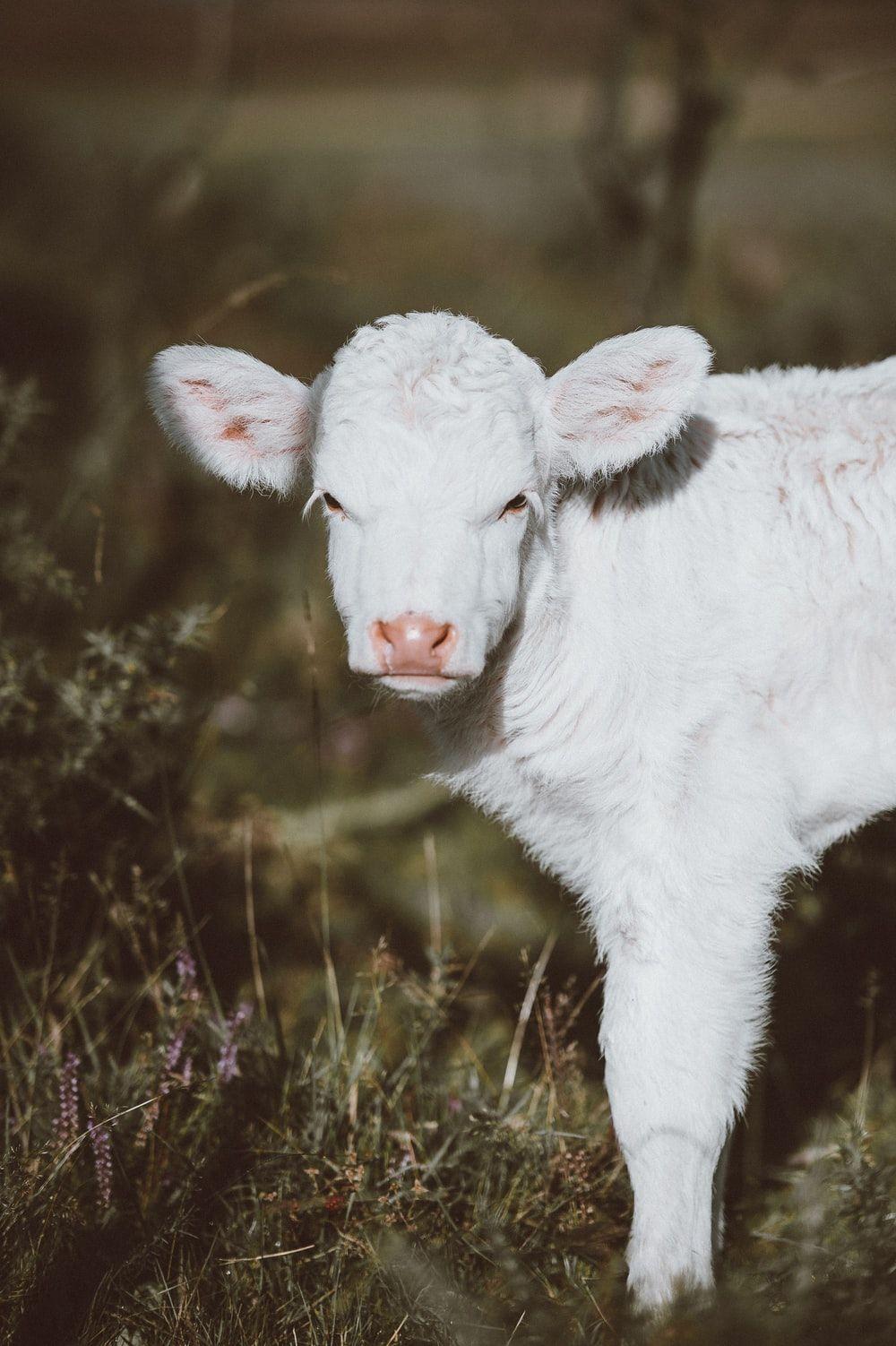 1000x1502 Baby Cow Picture. Download Free .com