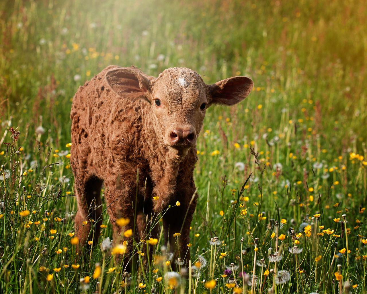 1280x1024 Desktop Wallpaper Baby Cow, Meadow, HD .