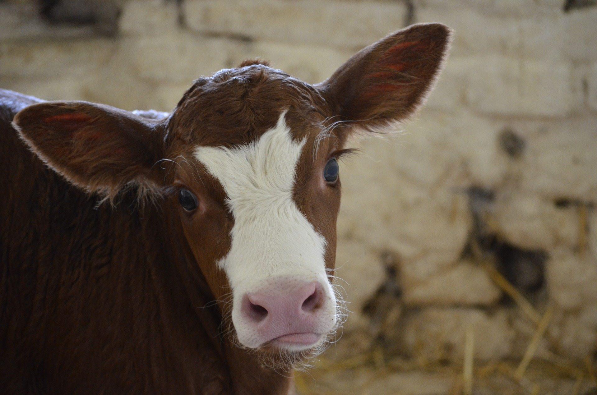 1920x1271 Cow Calf Wallpaper Full HD Image Free .