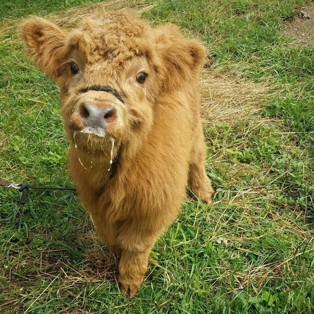 1024x1024 Cute Fluffy Baby Cow .