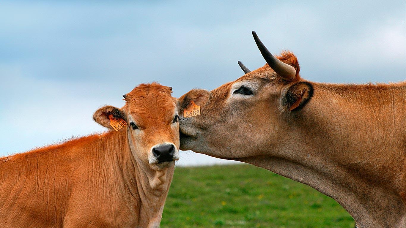 1366x768 Calf Wallpaper .
