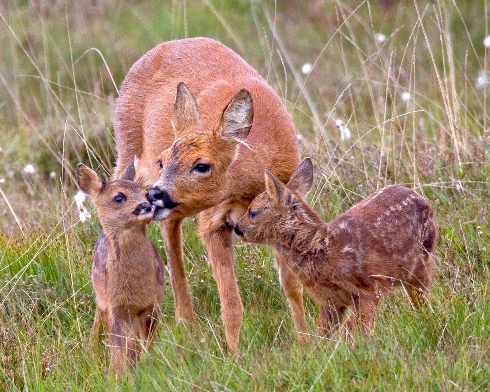 1600x1282 Deer with Beautiful Baby Calf. HD .