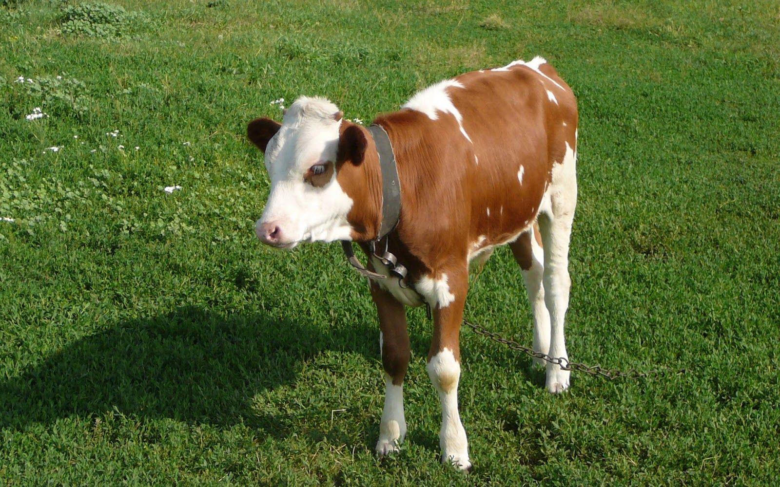 1600x1000 HD Cow