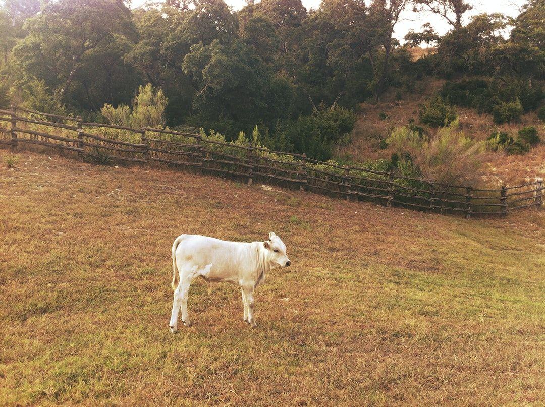 1080x807 Baby Cow Picture. Download Free .com