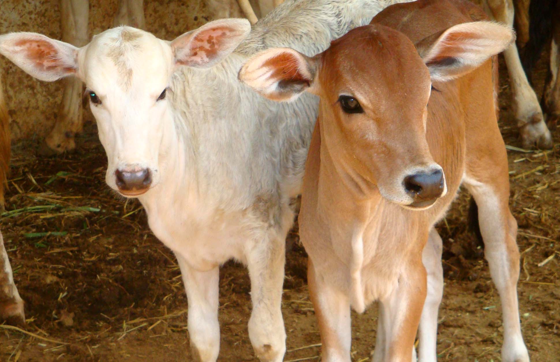 1941x1254 Indian Cow Wallpaper Baby Image .itl.cat
