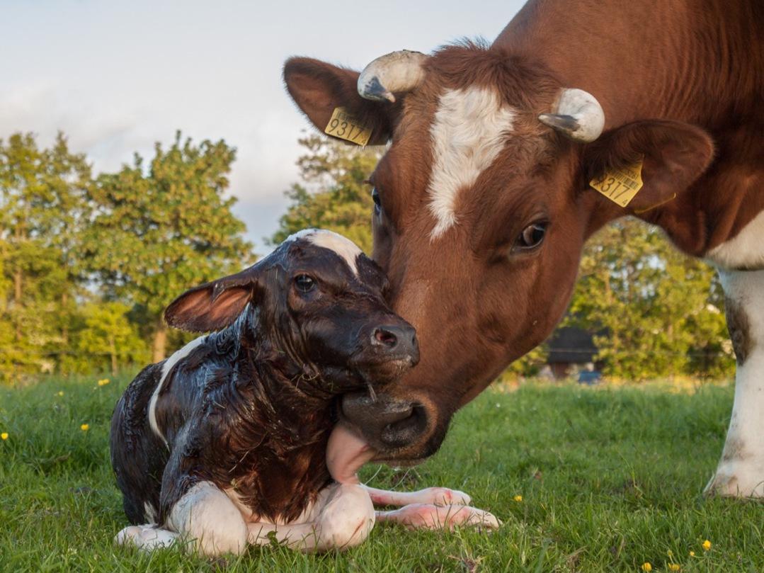 1079x809 Baby Cows Wallpaper Picture