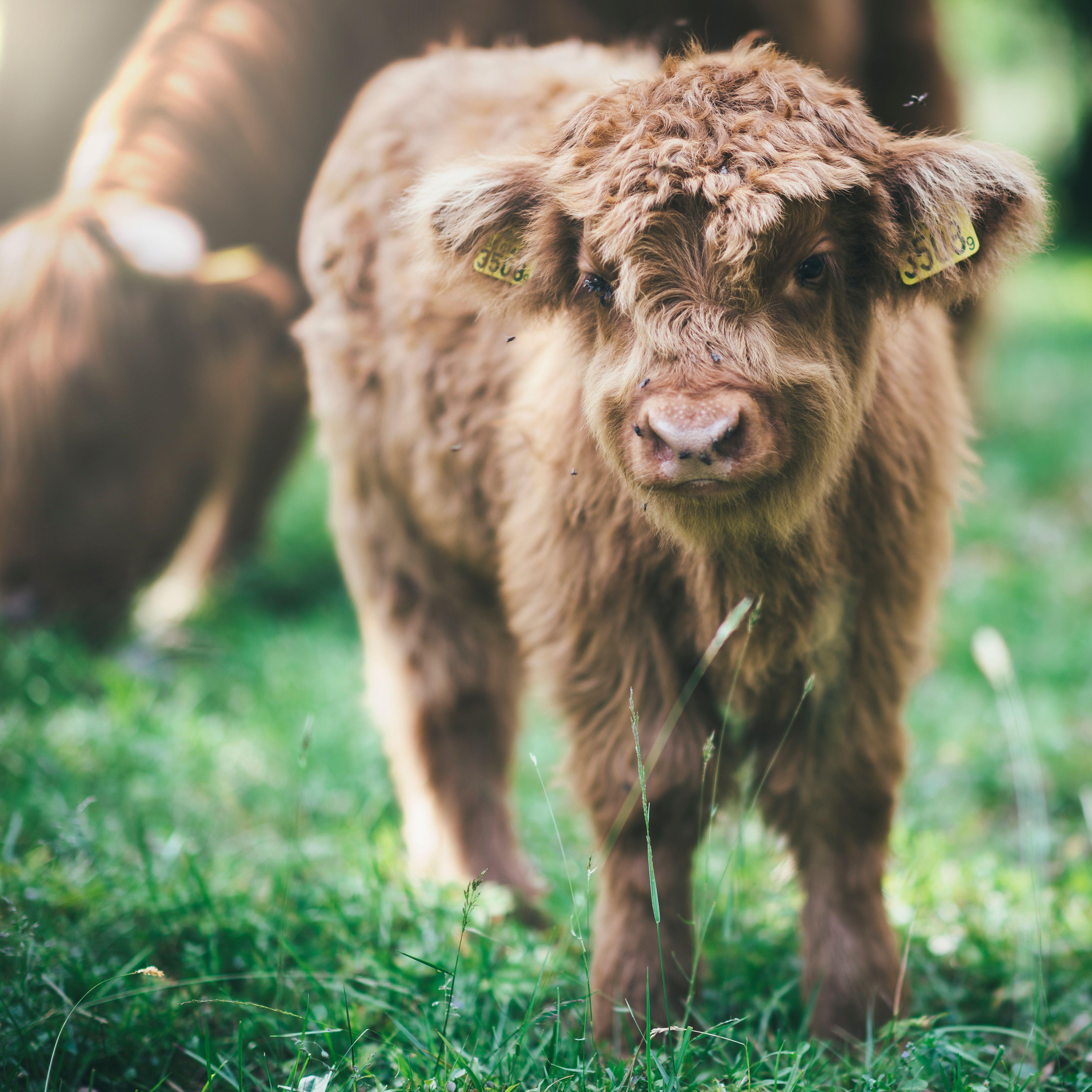 4574x4574 Hd Highland Cow .itl.cat