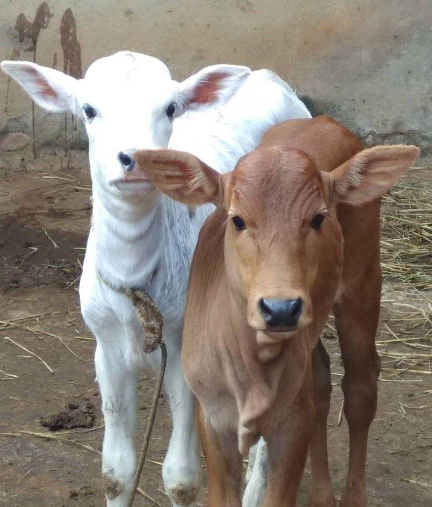 872x1024 Desi Cow. Gau Mata. Calf. Cow picture .es