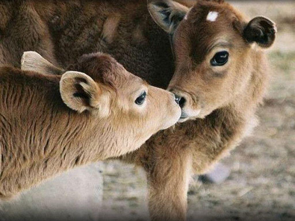 1024x768 Cute Cows Kissing Android Hinh HD .
