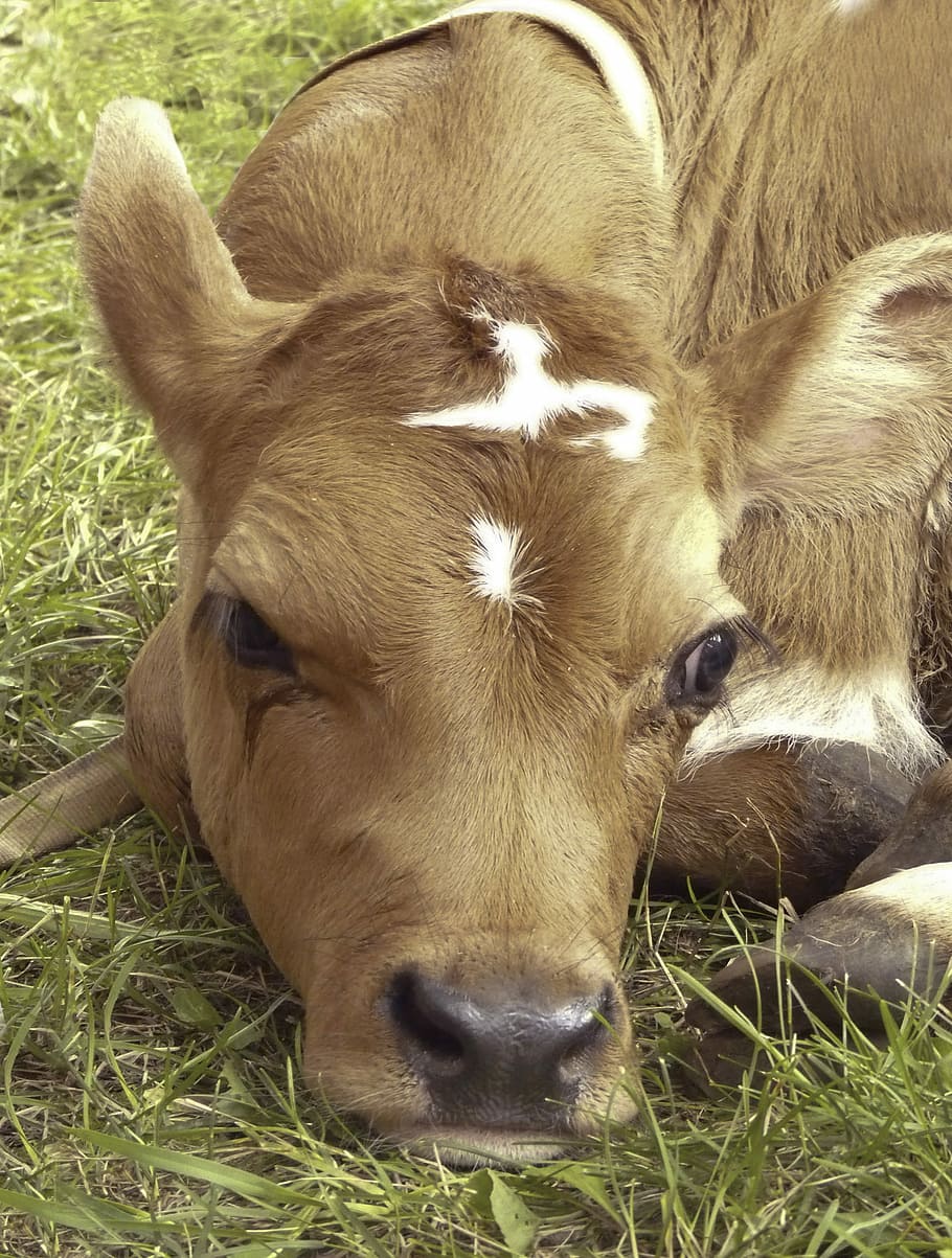 910x1203 Baby Cow