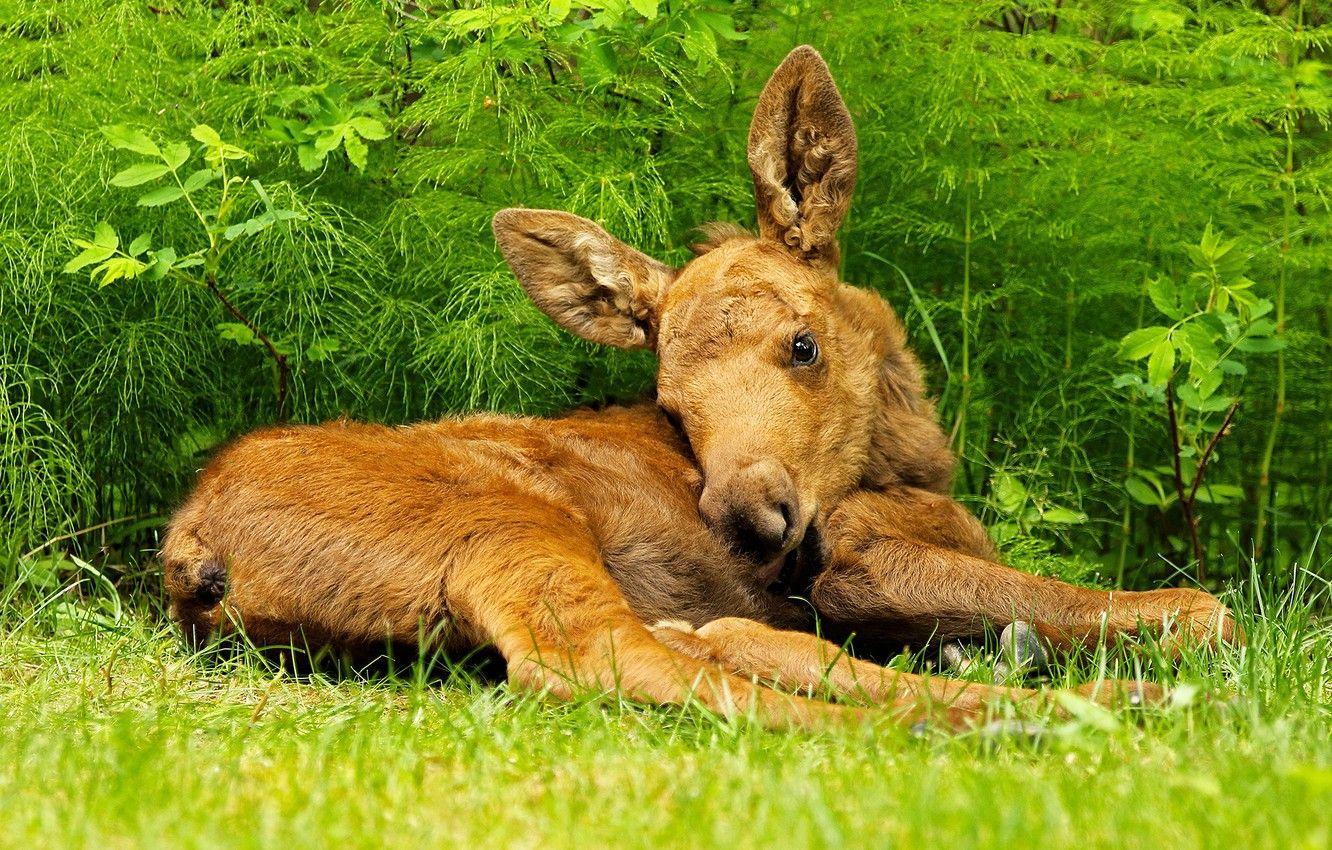 1332x850 Wallpaper grass, baby, lies, cub, moose .